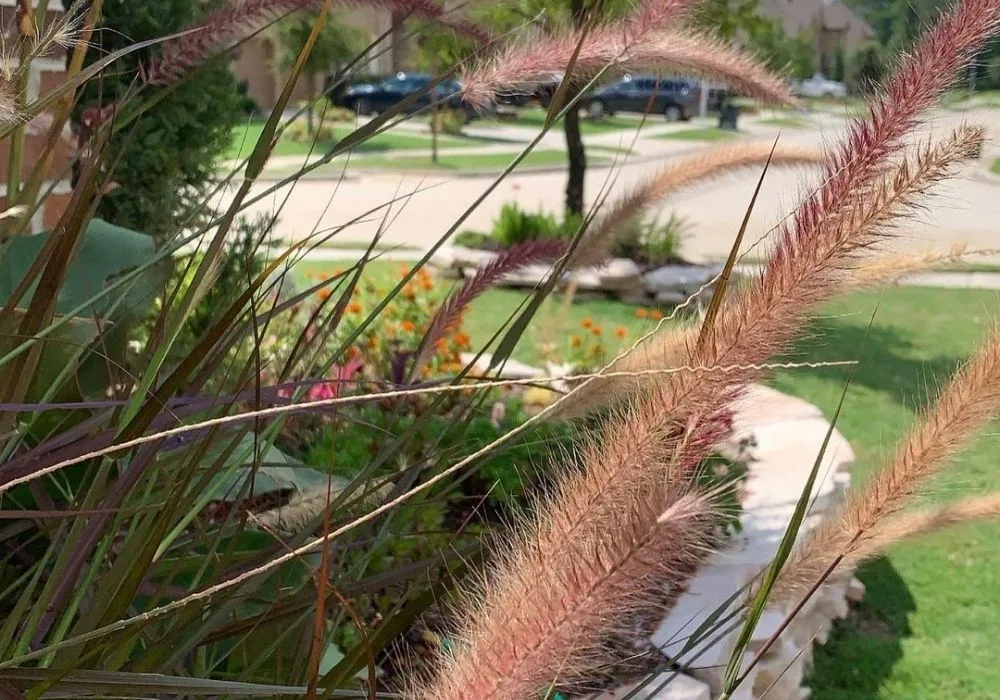 "Vibrant Purple Fountain Grass in a front garden bed, its arching burgundy plumes contrasting beautifully against a lush green Bermuda lawn in the background.
