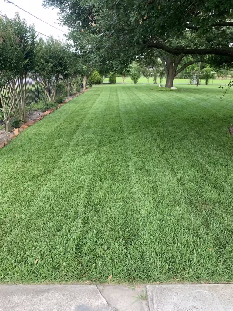 Lawn results of front lawn after topdressing and mowing