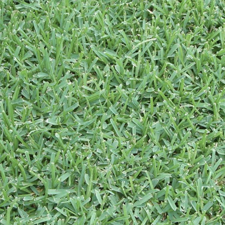 St augustine grass close up displaying their dense broad leaf blade texture