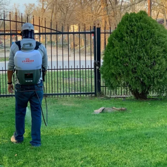 Fertilization in progress as a professional landscaper applies liquid treatment to a front lawn, promoting healthy, vibrant green grass.